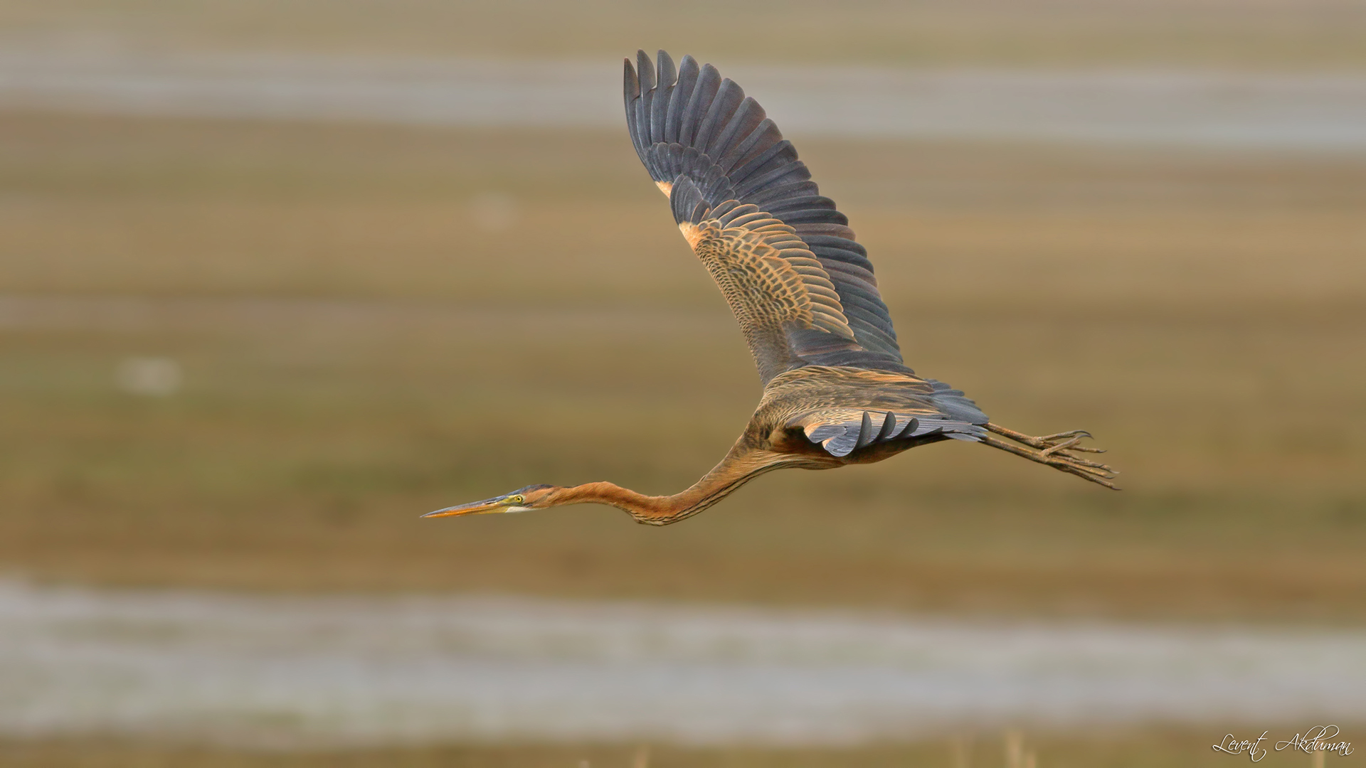 Purple Heron